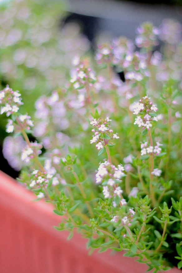 In springtime, and sometimes through the summer, my thyme plant often blooms. The flowers have a subtle taste.